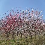 ɭ������